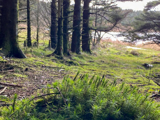Forest in Northern Ireland
