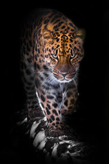 Fototapeta na wymiar Going right at you. leopard isolated on black background. Wild beautiful big cat in the night darkness, a mysterious and dangerous beast.