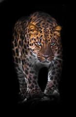 power and strength. leopard isolated on black background. Wild beautiful big cat in the night darkness, a mysterious and dangerous beast.