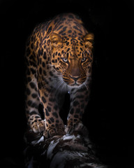 Naklejka na ściany i meble Goes on a log leopard isolated on black background. Wild beautiful big cat in the night darkness, a mysterious and dangerous beast.