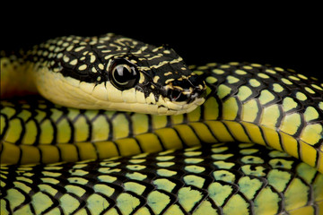 Golden flying snake (Chrysopelea ornata)