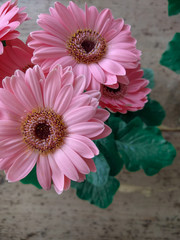 Pink gerbera on the old wood surface