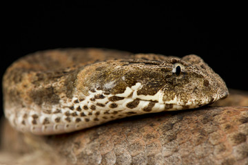 Common death adder (Acanthophis antarcticus )