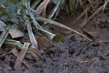 Field vole , Microtus agrestis
