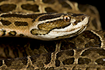 Crossed pitviper (Bothrops alternatus)