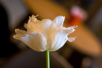 Big dissolved tulip bud. Spring flowers. Background.