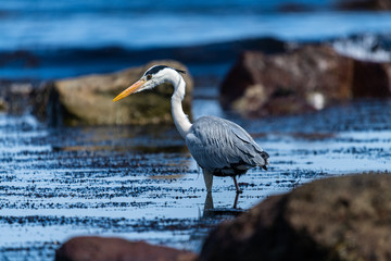 海岸のアオサギ