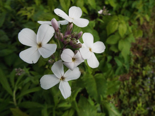 white flowers in the garden with green leaves