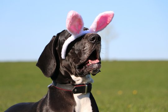 funny head portrait of a great dane with easter bunny ears slipping from head in garden