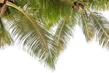 palmes de cocotiers sur fond blanc 