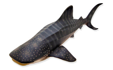 a whale shark in white background