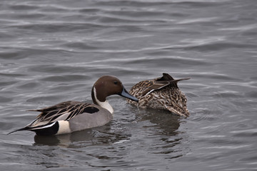 Northern pintail, Anas acuta
