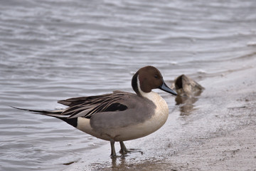 Northern pintail,Anas acuta