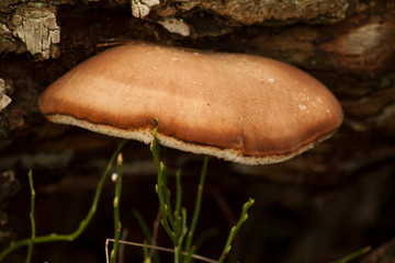 Pasożyt brzozy © maciejbutelewski