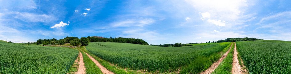 Fototapeta na wymiar dirt road passing through a green wheat field