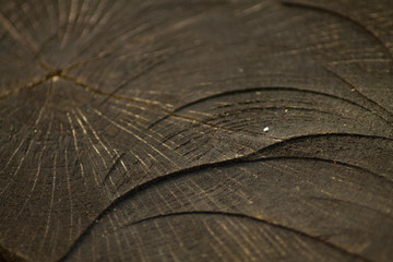 Pień © maciejbutelewski