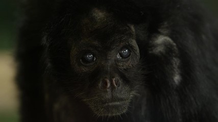 howler monkey blinking slow motion curious look - Powered by Adobe