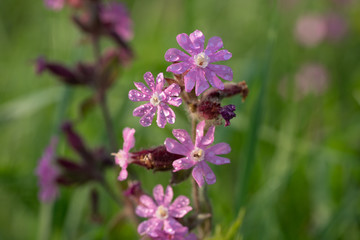 Fototapeta premium Red campion or Silene dioica on meadow