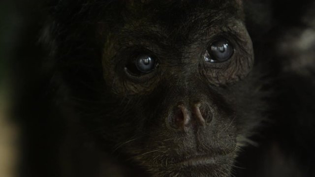 old howler moneky looking around epic wildlife close up slow motion