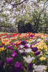 Fototapeta premium Colourful tulips in the city park
