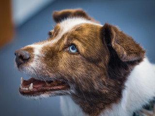 Portrait of a beautiful obedient dog with blue eyes looking up at his master
