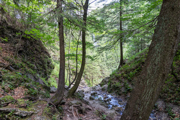Fototapeta premium Forest stream surrounded by spring vegetation in Slovakia