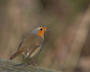 Robin redbreast