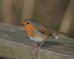 Robin redbreast