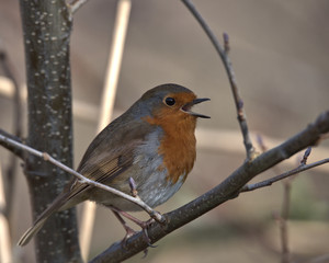 Robin redbreast