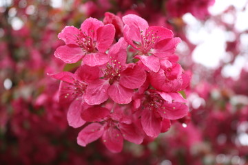 Pink Crab Apple Blossoms