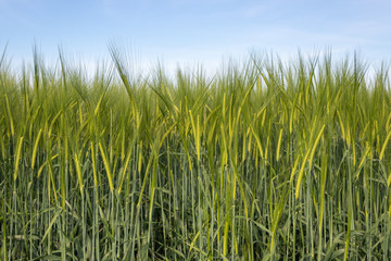Young green barley corns growing in a field