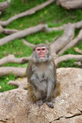 Naklejka premium Monkey, a kind of apes