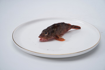 Fresh snapper in white background