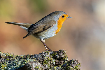 Erithacus rubecula (European robin) perched on a mossy trunk