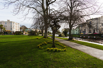 Dafodils in Dawlish Devon