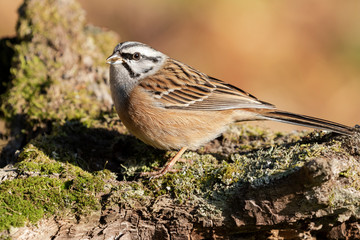 Emberiza cia (Rock Bunting), single bird on branch on a mossy trunk