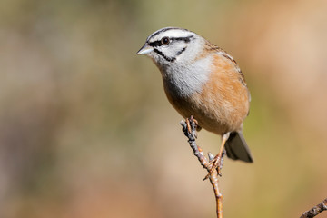 Fototapeta Emberiza cia (Rock Bunting), single bird on branch on a uniform orange background obraz