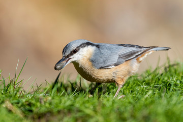 Sitta europaea (Eurasian nuthatch) perched in the grass on a uniform green background.