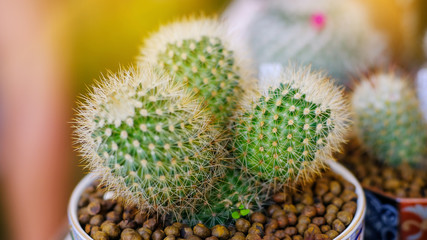 Echinocactus grusonii in a pot.Small cactus  in a pot close up.