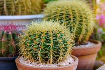 Echinocactus grusonii in a pot.Small cactus  in a pot close up.