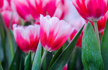 Pink and white tulip flowers blooming in tulip field.