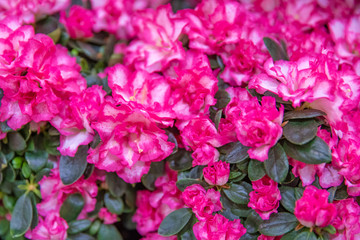 Red flowers at a garden in a flower shop