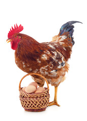 Brown chicken with an egg.