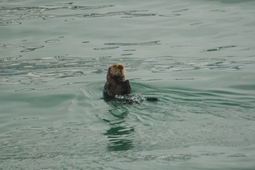 Fototapeta premium Homer, Alaska: A sea otter (Enhydra lutris) enjoying a swim in the green waters of Kachemak Bay, Alaska.
