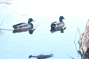 Mallard ducks swimming on a lake at Fairburn ings Yorkshire, Britain UK