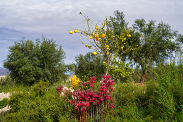 Colorful flowers in the Badlands of Abanilla, Murcia region in Spain