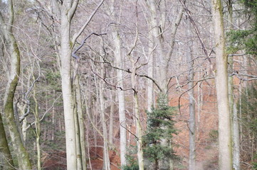 Blick in freie Baumkronen im März