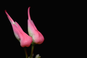 Closeup pink Euphorbia tithymaloides or Slipper flowers
