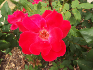 red flower in the garden