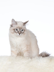 Beautiful Neva Masquerade cat portrait. Image taken in a studio with white background. Copy space, isolated on white.